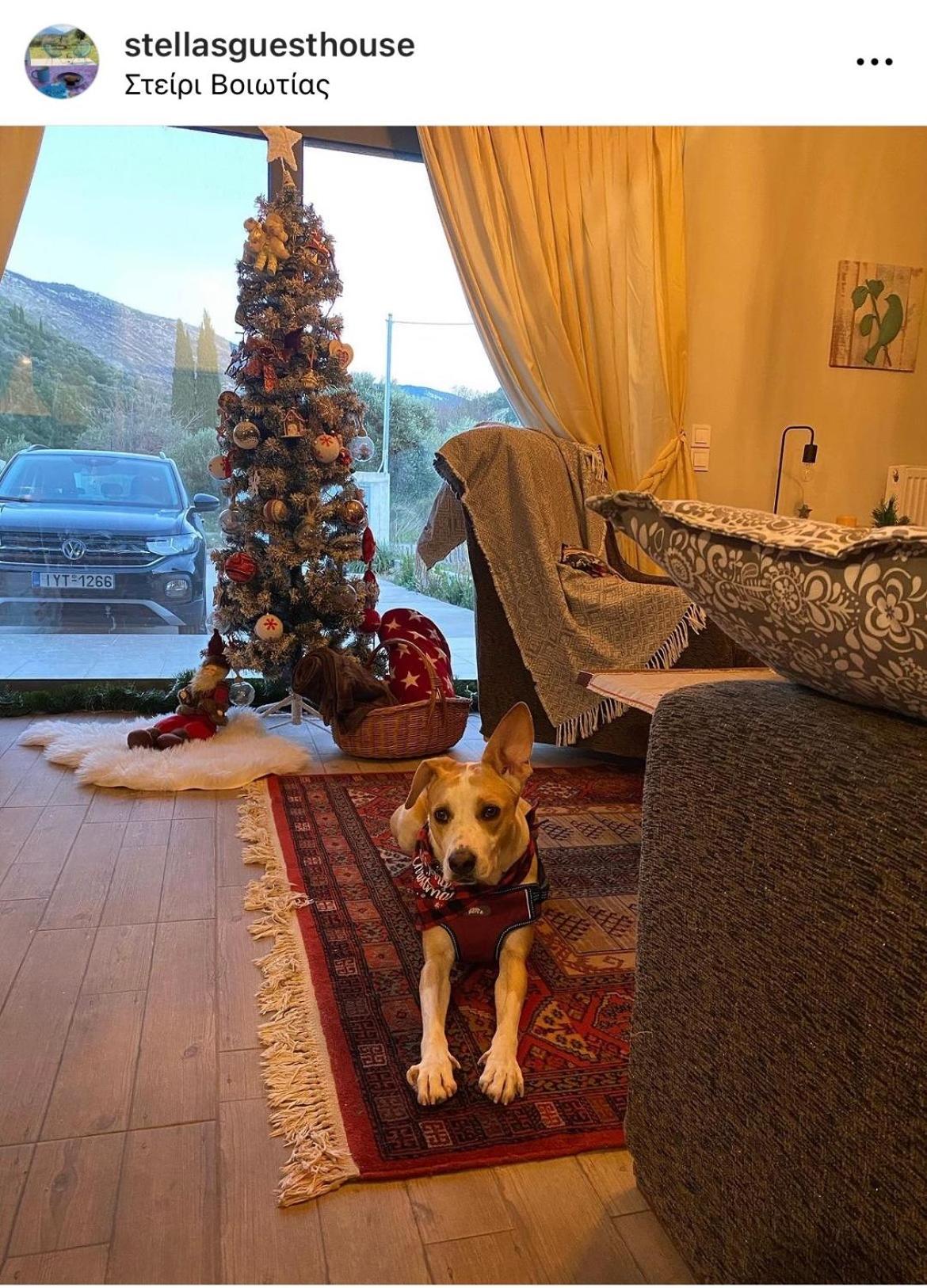 Stellas Guesthouse Near Arachova Stírion المظهر الخارجي الصورة